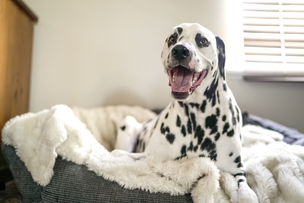 Pies dalmatyńczyk leżący na łóżku