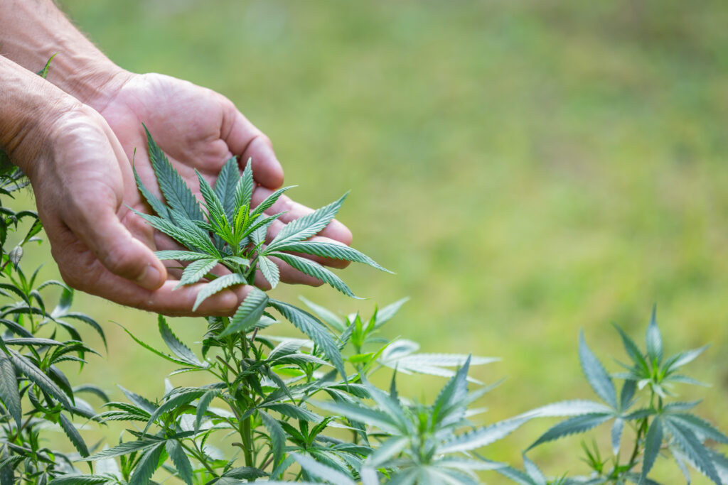 Rosnąca roślina Cannabis Sativa L. trzymana w dłoni.