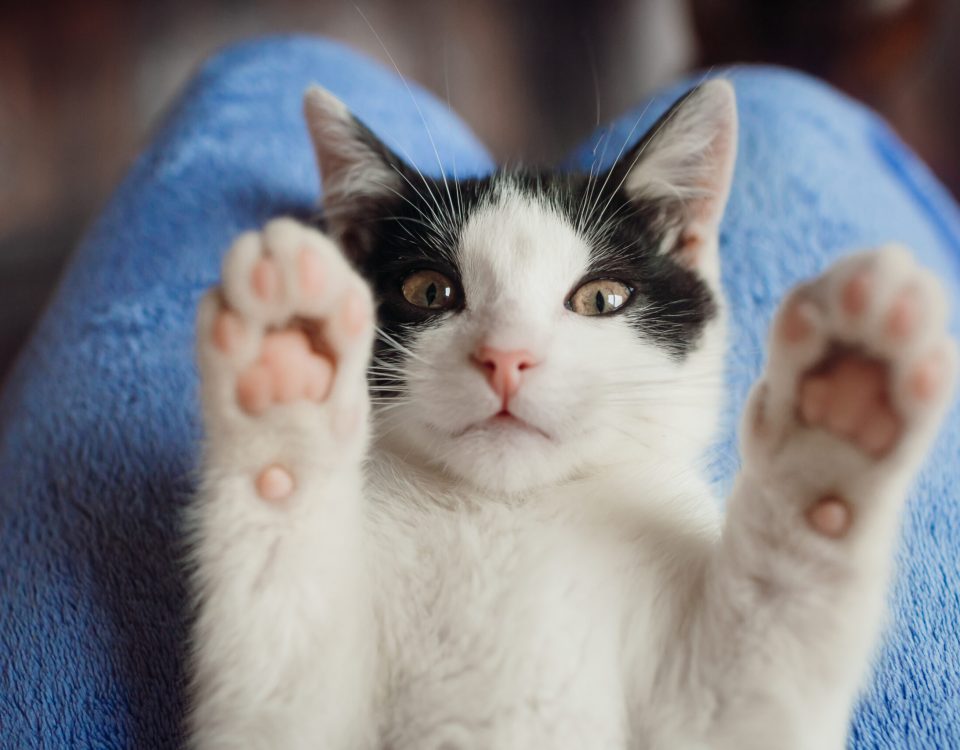 olejek cbd dla zwierząt, również można podawać kotom na kolanach